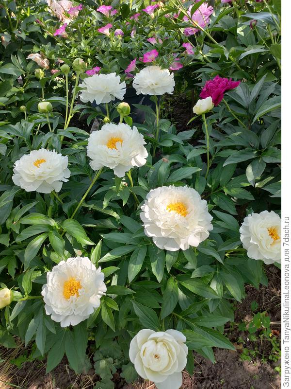 Петит Порцелайн