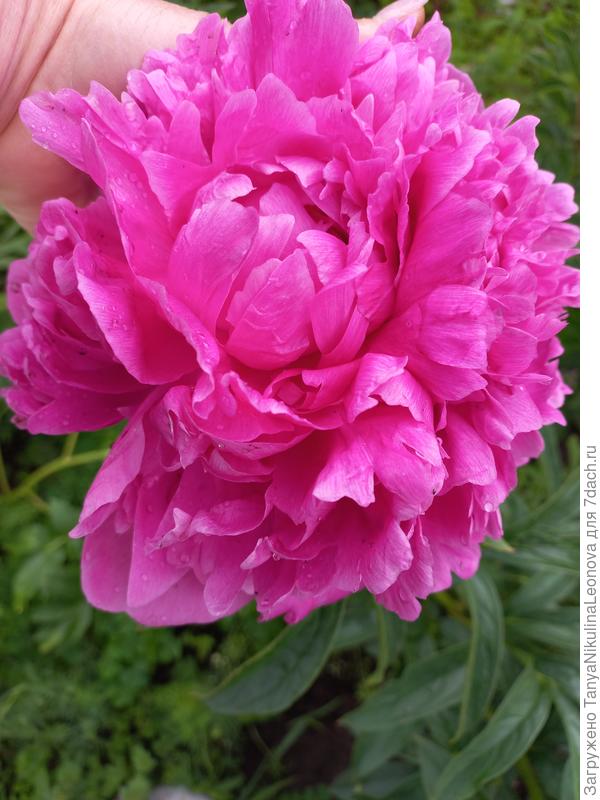 Глори Аллилуйя