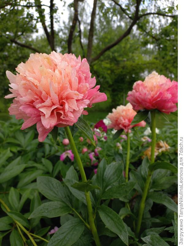 В конце выгорел неиного