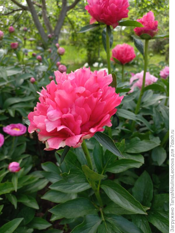 В начале цветения Лорелей