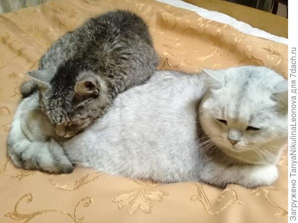 "Жмёмся мы друг к дружке, чтоб теплее стало!" - " Кошкин дом"