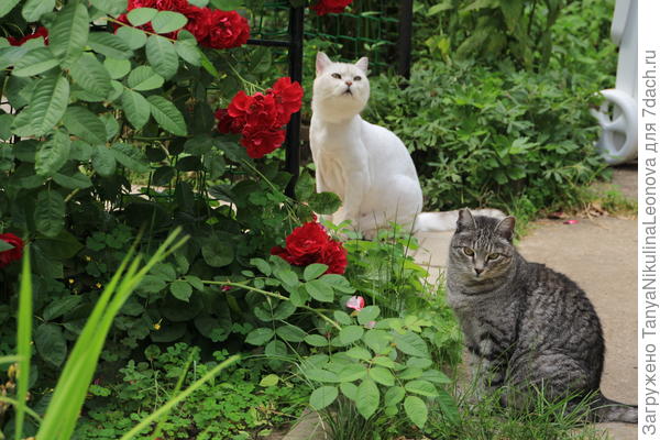 Тёма и Мартик