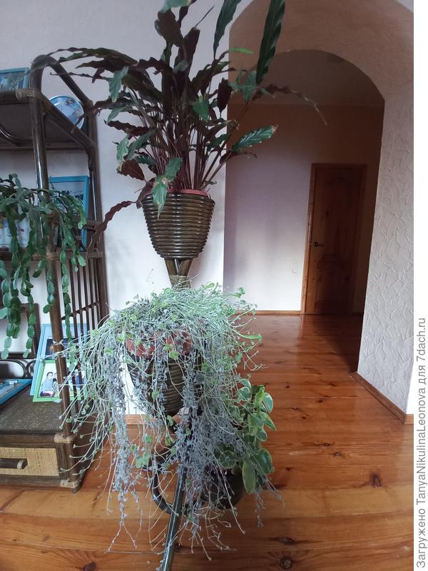 Дихондра серебристая