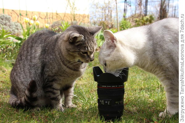 И мне оставь!