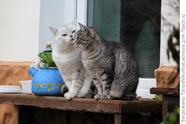 Секретничают...