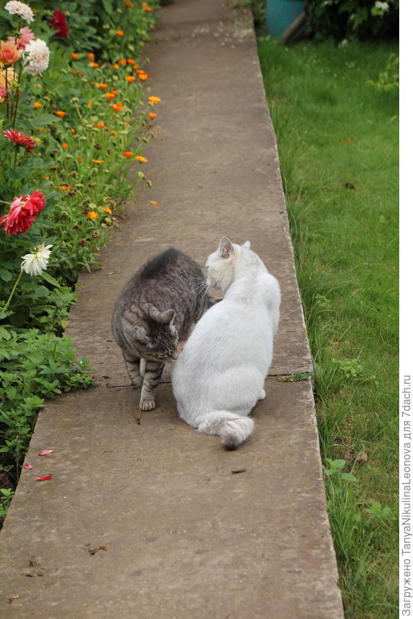 Тёма и Мартик