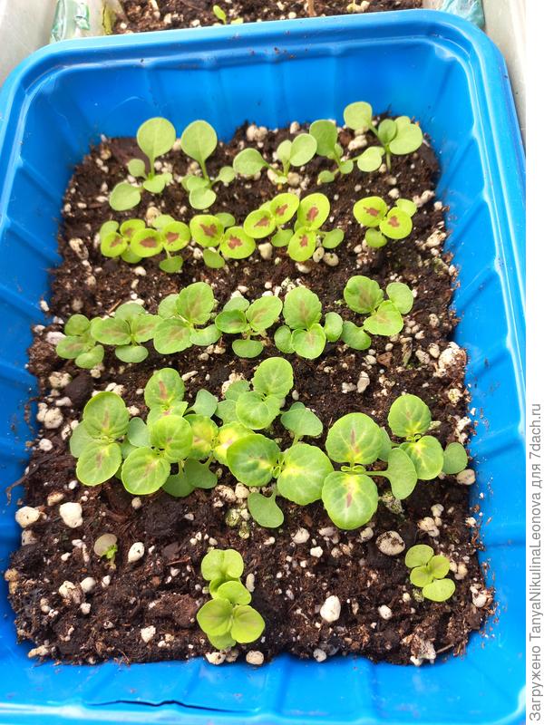 Колеус и петхоа