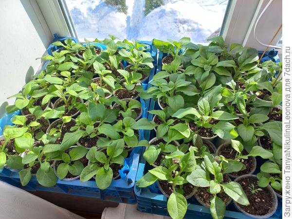 Уже у с некоторых взяла черенки. На днях еще буду, жду Вермикулит, кончился...