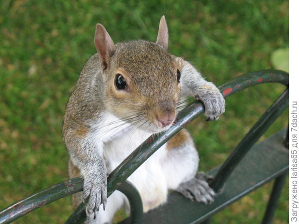 белка