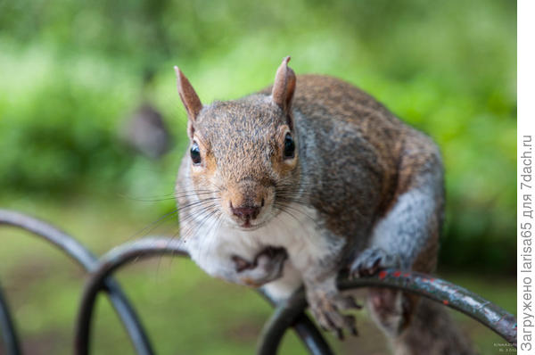 белочка