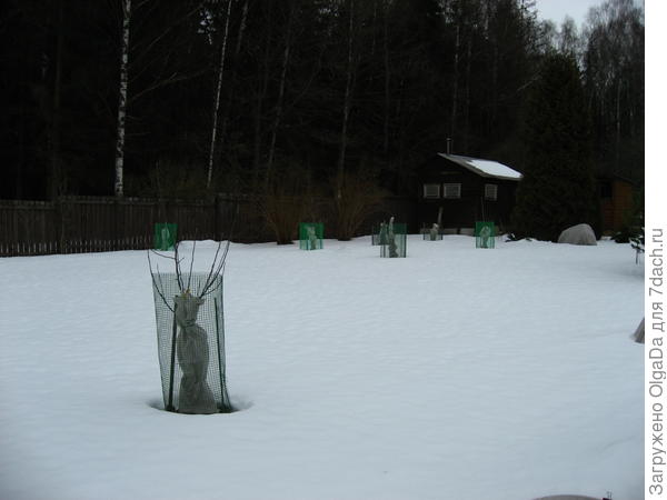 Сетки от зайцев.