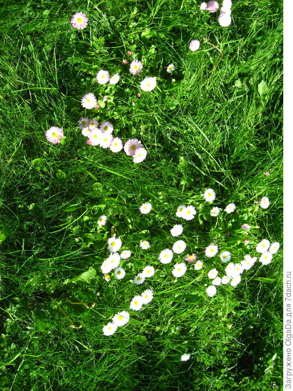 Маргаритки