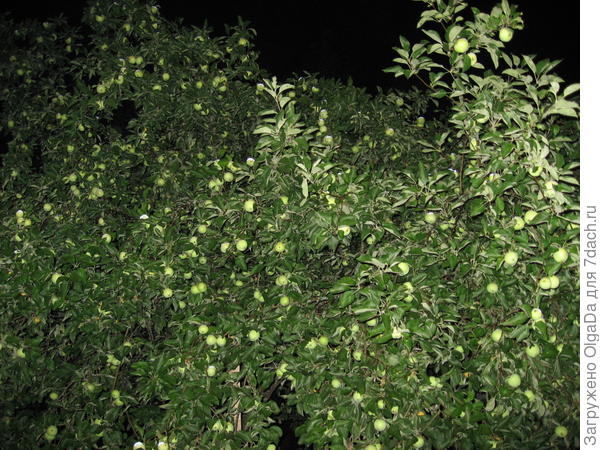 урожай яблок