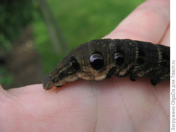 Гусеница среднего винного бражника