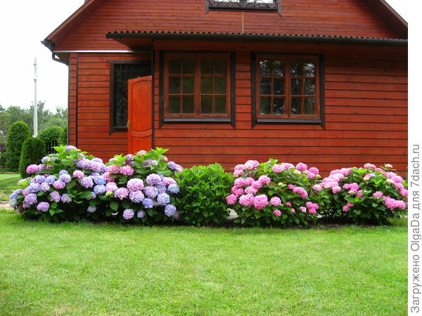 И снится мне трава у дома...