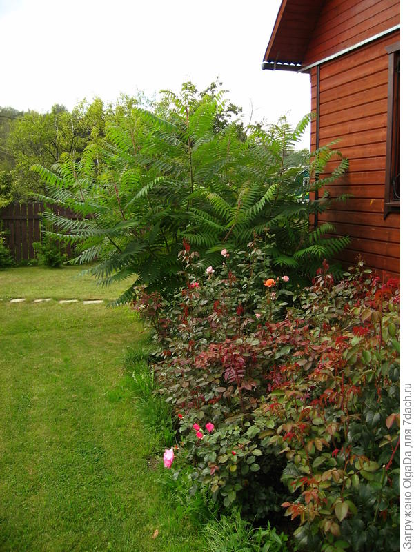 Сумах оленерогий