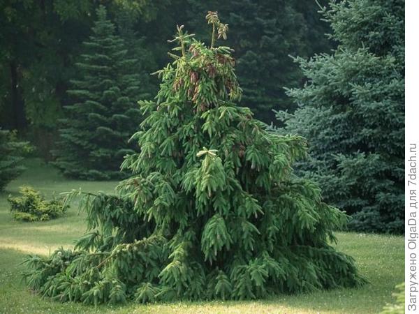 Ель Акрокона. Фото из интеренета.