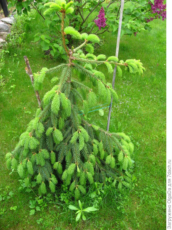 На фото виден на макушке вертикальный проводник с &quot;лапкой&quot; на верху и две горизонтальные боковые ветки.