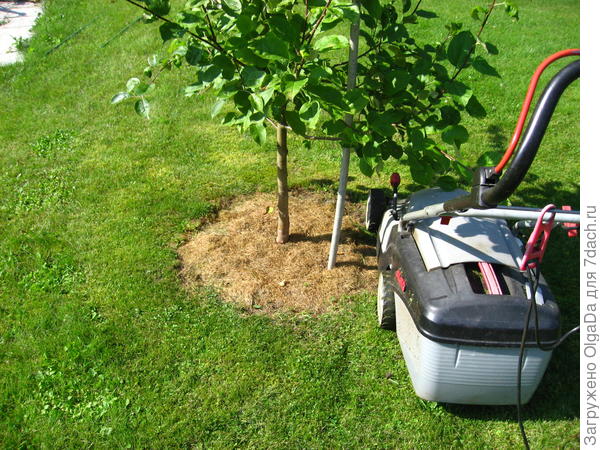 Приствольный круг по скошенной травой