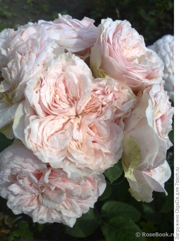 Rosebook ru энциклопедия роз