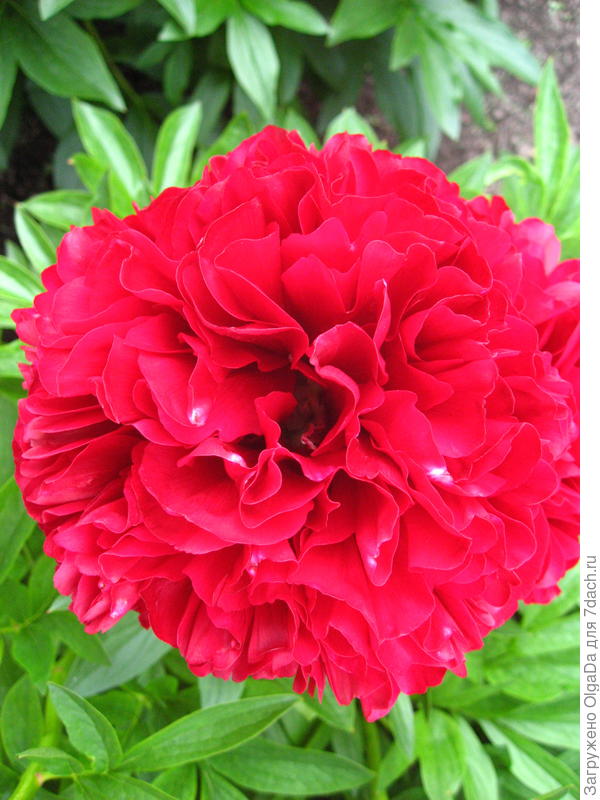 Red Grace