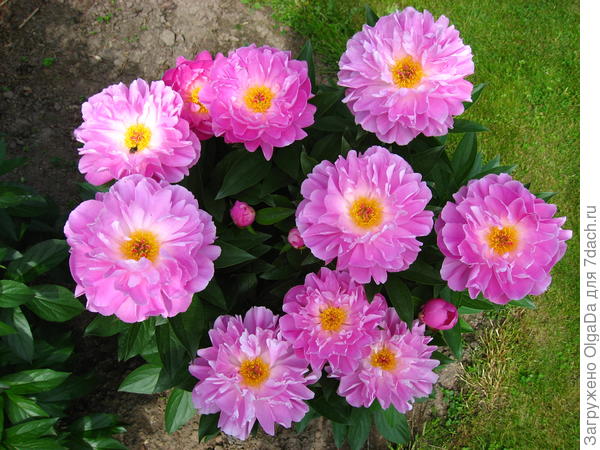 Pink Delight