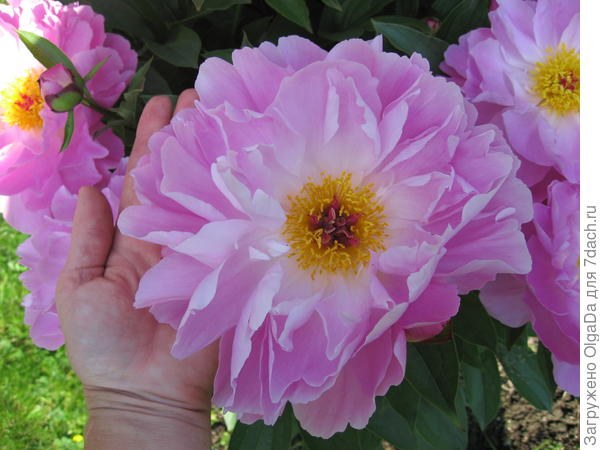 Pink Delight