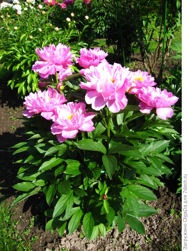 Pink Delight