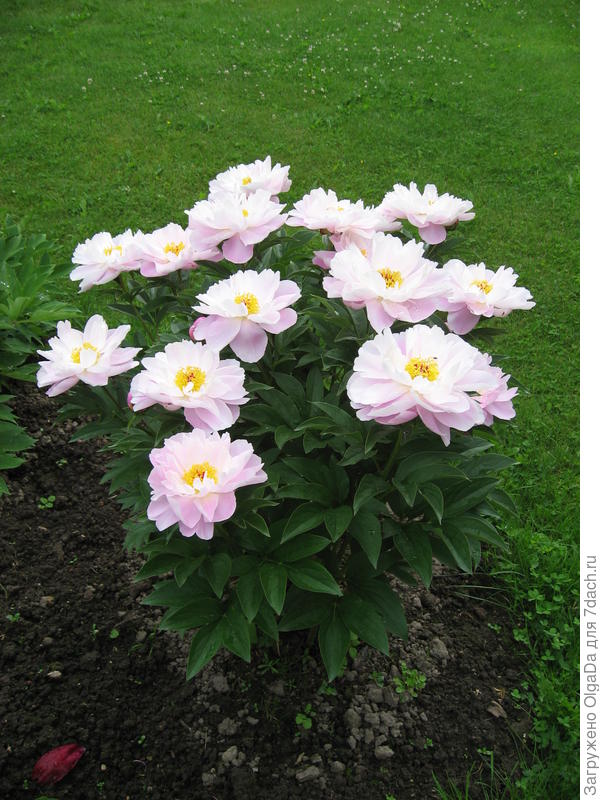 Pink Delight