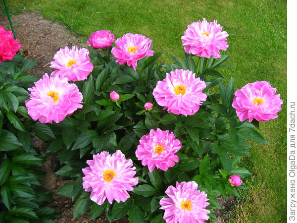Pink Delight