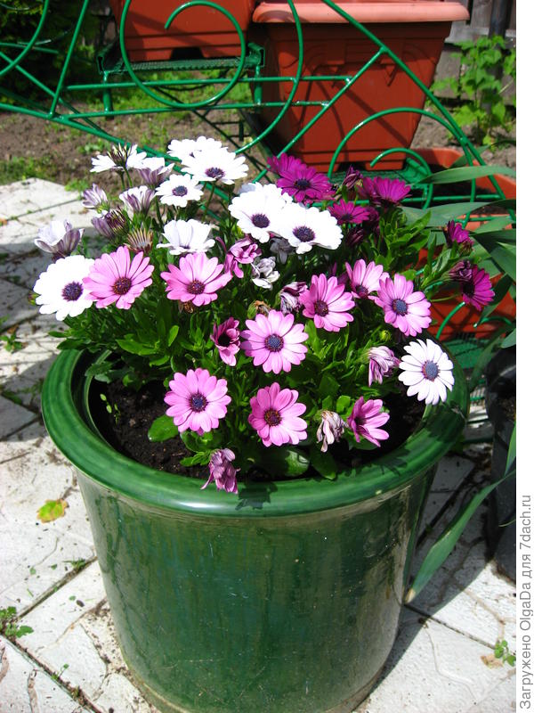 Остеспермум