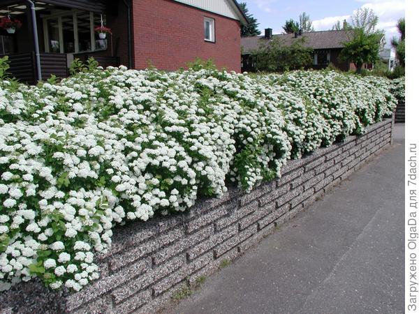 Cпирея берёзолистная