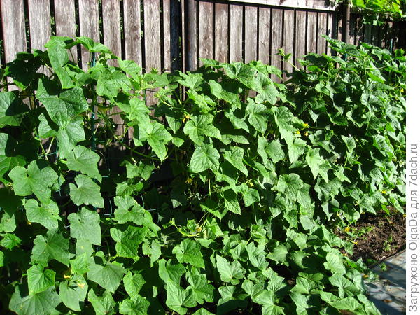 Огуречная стена