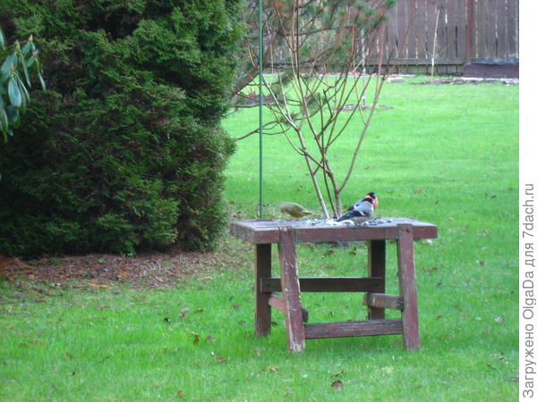 Зеленушка и снегири