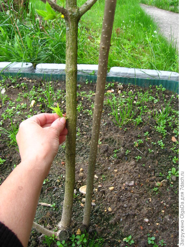 Выломка молодых ненужных побегов.