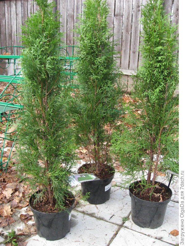 Новые жильцы сада.