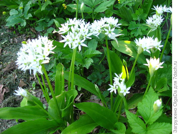 Цветущая черемша.