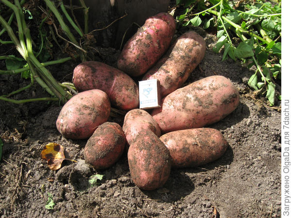 Обновляю семена картофеля. Поделитесь отзывами о сортах - ответы экспертов7dach.ru