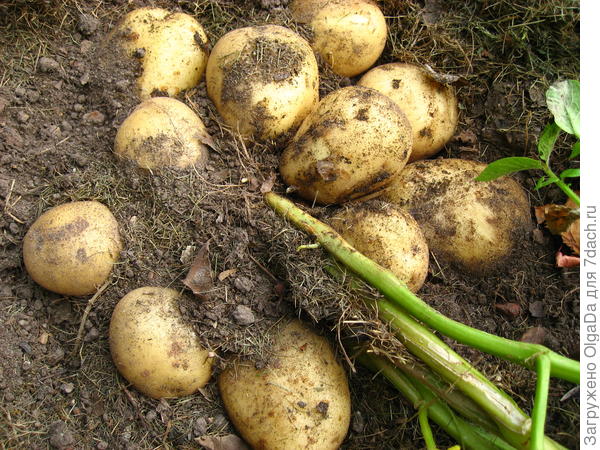 Обновляю семена картофеля. Поделитесь отзывами о сортах - ответы экспертов7dach.ru