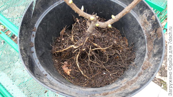 Сажаю в горшок или посадочную яму, распределив корни по конусу.