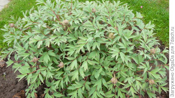 Самый ранний древовидный пион - корнесобственный &amp;quot;китаец&amp;quot; с трудновыговариваемым названием.