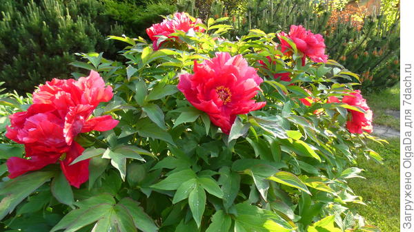 Древовидный пион