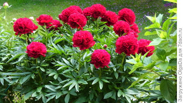 А этот из окошка сфотографировала - Ред Грейс