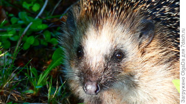 Что-то хочет, а сказать не может