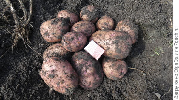 сорт Жуковский ранний