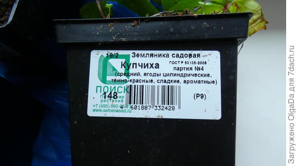 Земклуника Купчиха???