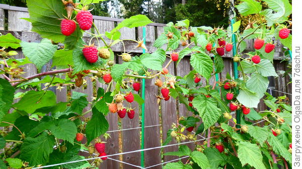 Карамелька в начале октября 2019