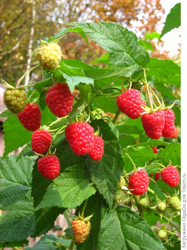 Карамелька