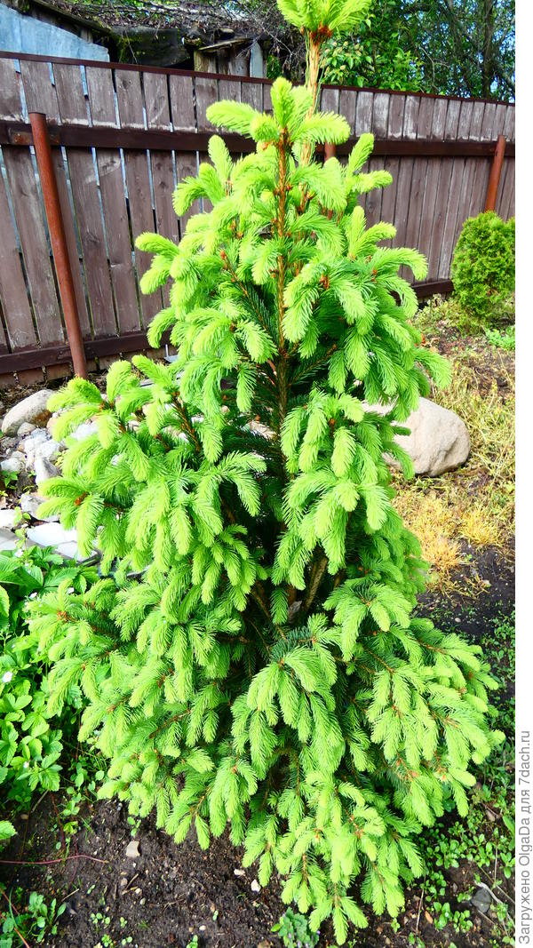 Купрессина