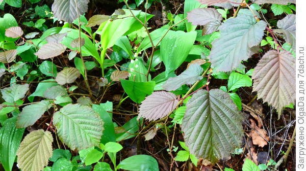 Краснолистный фундук в ландышах